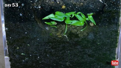 タイムラプス 観察 実験