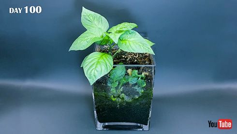 タイムラプス 観察 実験