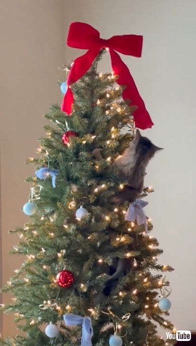 ツリーを登っている猫