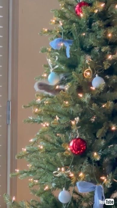 ツリーから前足を出してじゃれる猫