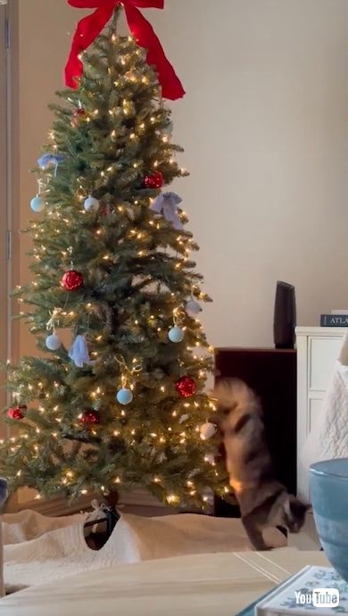 ツリーから降りた猫