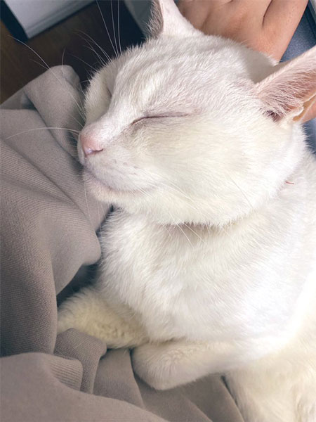 作業の邪魔をする猫