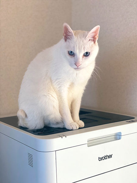 何か言いたいことがある猫