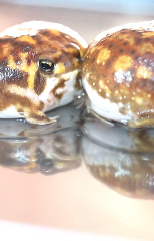 団子になるカエルたち