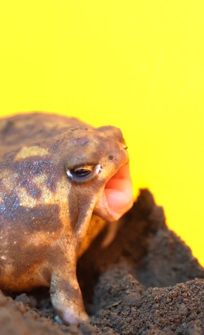 あくびしてるカエル