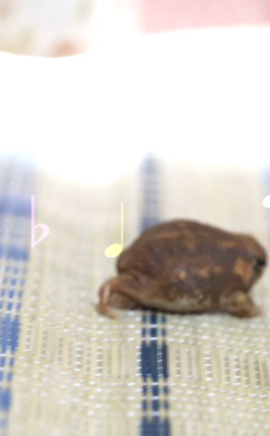 歩くカエル横から