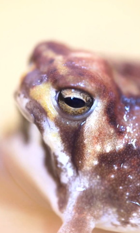 カエルドアップ