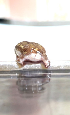 落ちそうなカエル