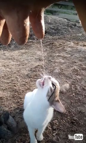 ミルクを飲む猫