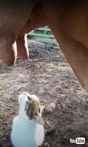 最後までミルクを飲む猫