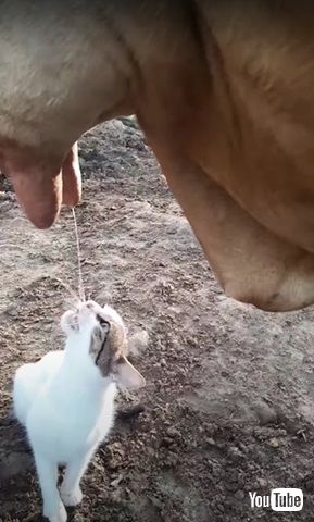 ミルクを飲む猫