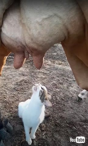 ミルクを飲む猫