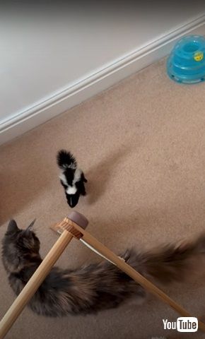 猫とスカンク