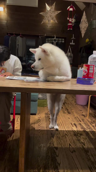 美脚を見せるこちろうくん