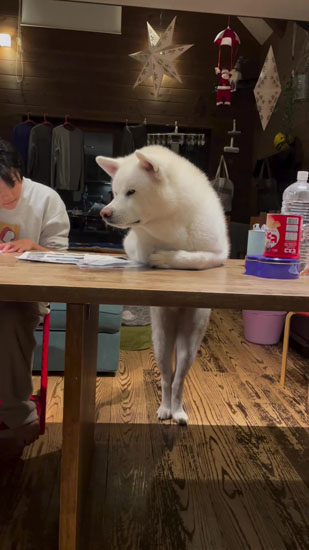 ジッと見続けるこちろうくん