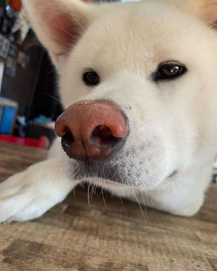 こちろうくんの鼻