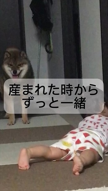 犬