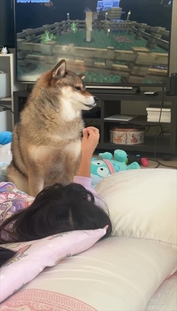 柴犬の毛を抜く娘