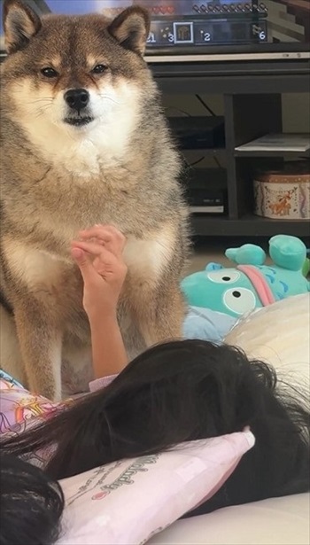 困惑する柴犬
