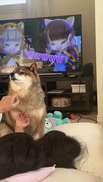 インフルの娘さんに寄り添う柴犬