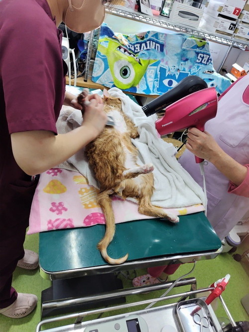 対応するスタッフと猫