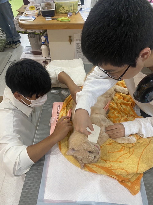 学生たちと猫