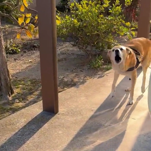 吠えるなむさん