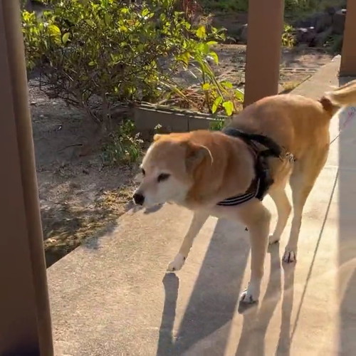 うれしそうな犬