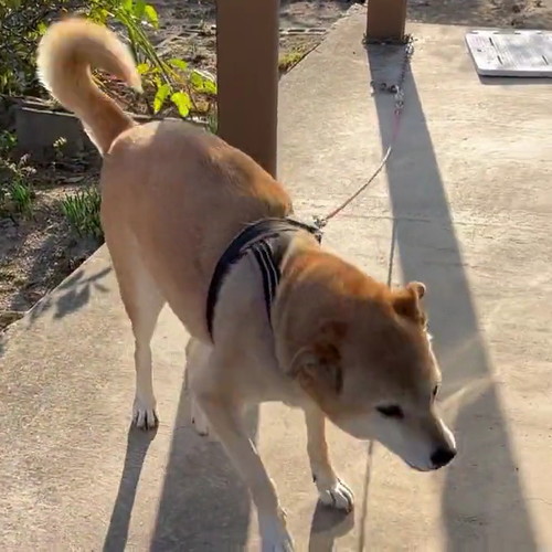 吠えるなむさん