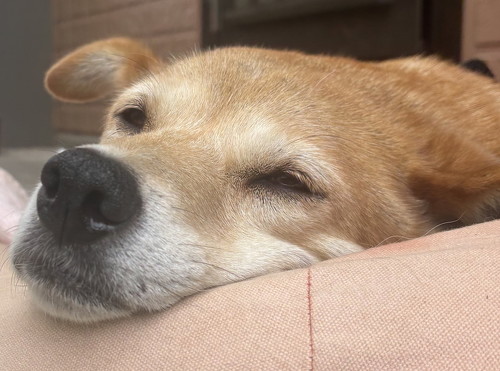 ウトウトする犬