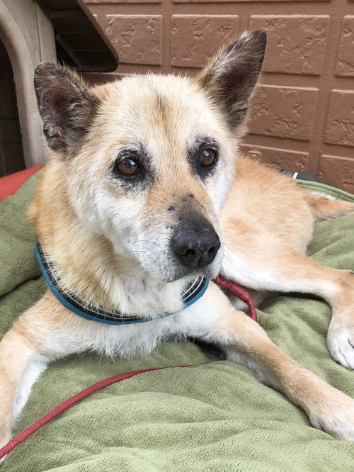 15歳になった犬