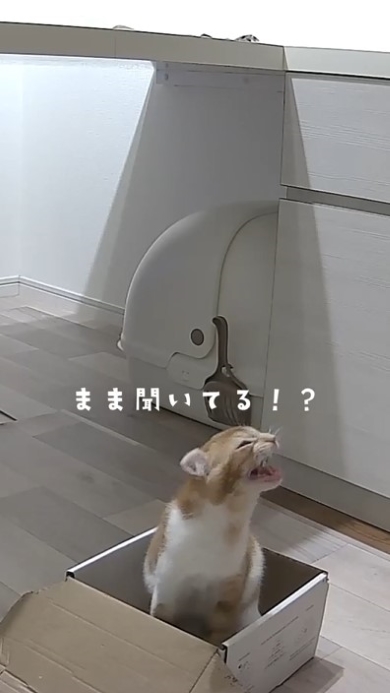 飼い主を探して鳴く猫