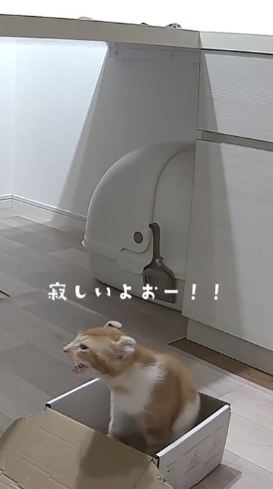飼い主を探して鳴く猫