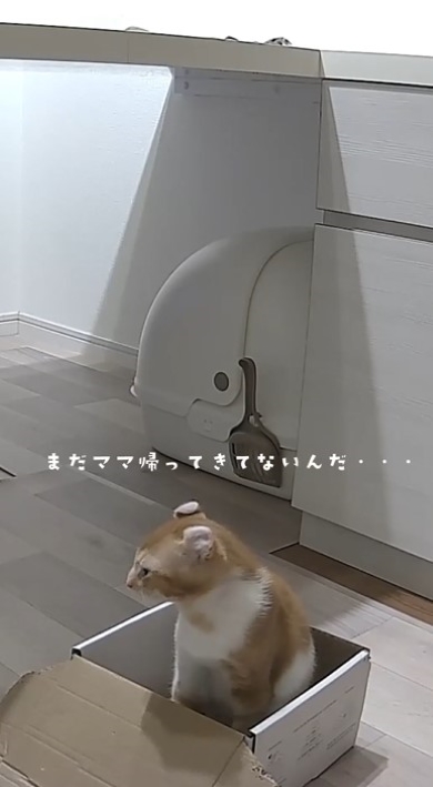 寂しそうな猫
