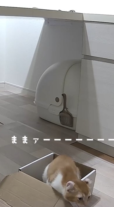 もう一度鳴く猫