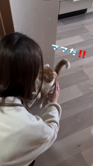 飼い主に駆け寄る猫