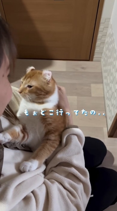 飼い主に抱っこされた猫
