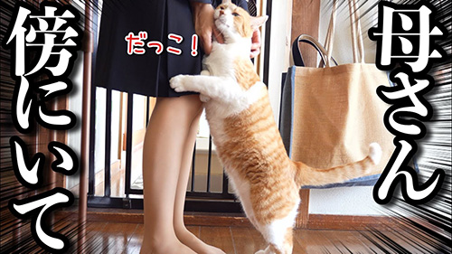 抱っこをせがむ猫