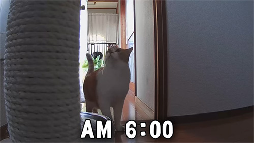 朝6時の猫