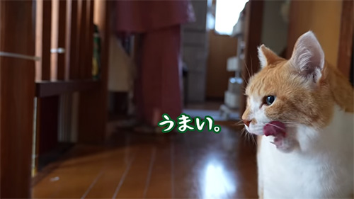 ごはんを食べる猫