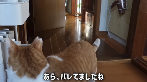ママを追いかける猫