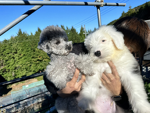 ビビちゃんむぅむぅくん