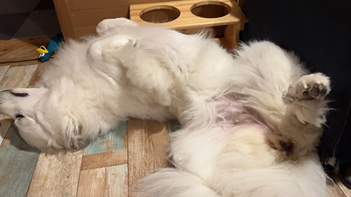 シュシュちゃんのおなか