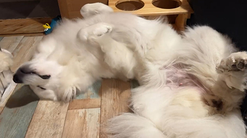 3の顔こちら向き