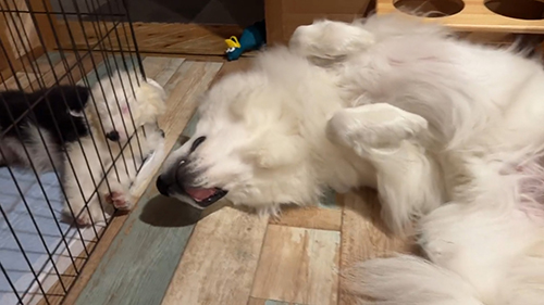 4の口の中見えてる版