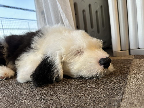 むぅむぅくん寝てる