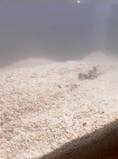 水中のカラッパ右