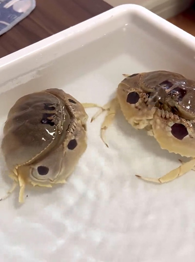 横に水を吹く左のカラッパ