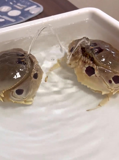 高く噴水する左のカラッパ