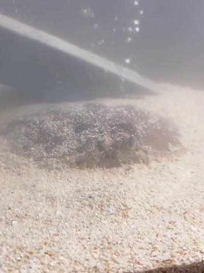 水中のカラッパ左